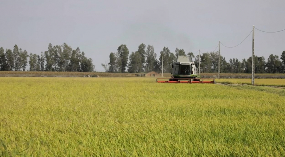 Una cosechadora de arroz, durante la campaña