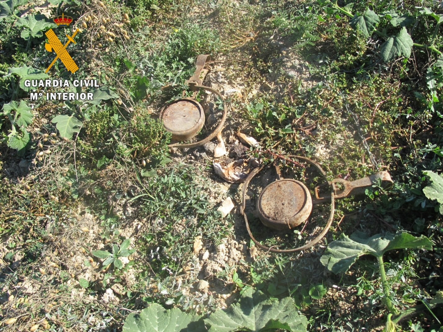 Cepos utilizados para matar animales en Carbajo