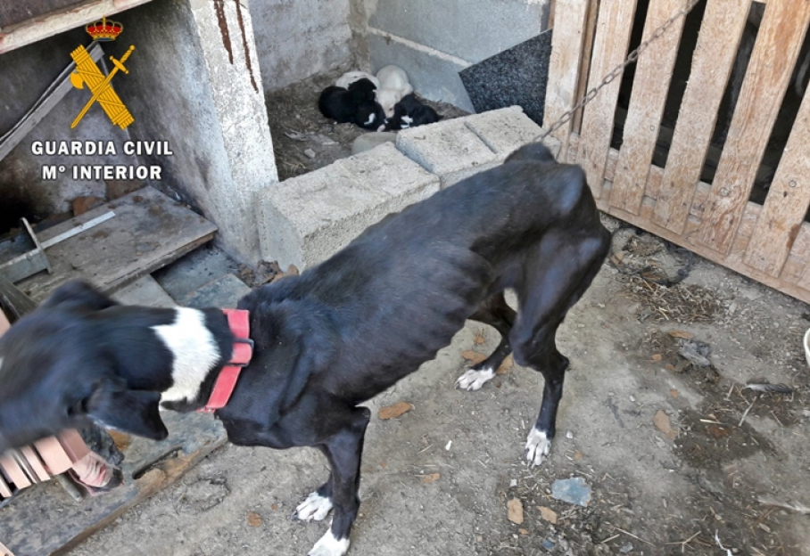 Uno de los animales maltratados en Zafra
