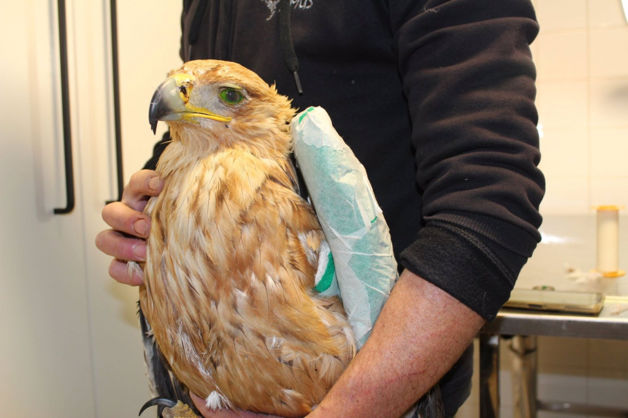 aguila imperial herida