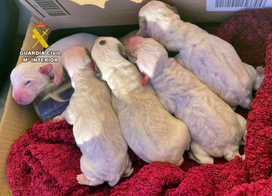 Cachorros abandonados en Zafra