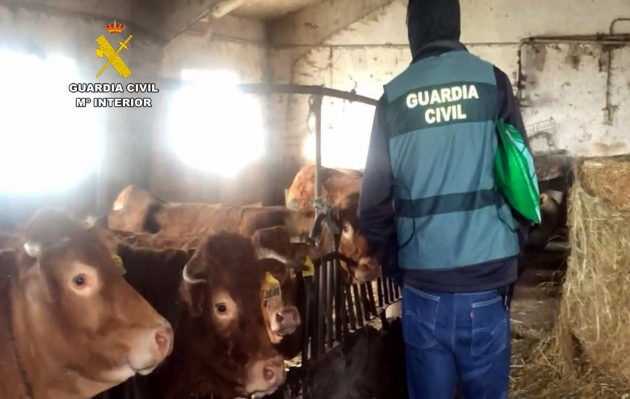 Investigación de la Guardia Civil sobre la Enfermedad Hemorrágica Epizoótica