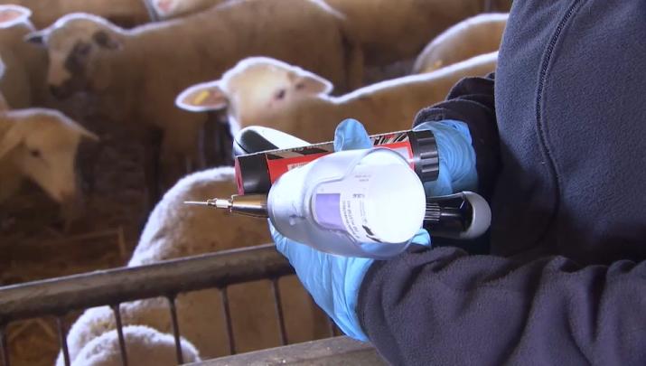 Vacunación contra la lengua azul