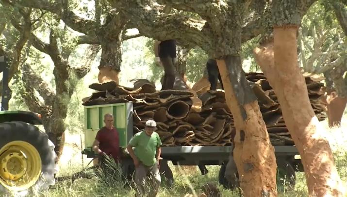 La inestebilidad de los mercados y la falta de relevo amenazan al sector del corcho extremeño