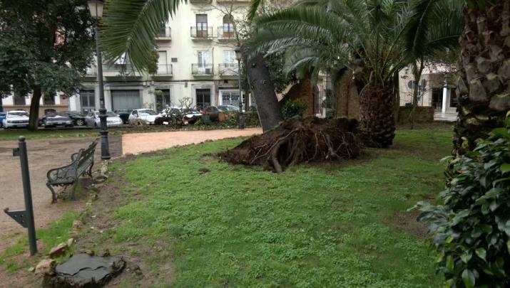 Árbol levantado en Badajoz tras las recientes borrascas