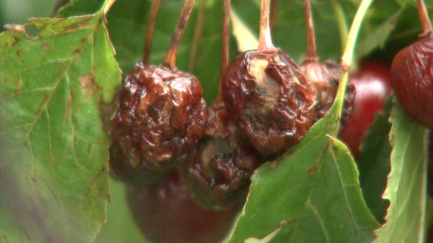 Apag Extremadura Asaja exige celeridad en el pago de las ayudas por los daños en lengua azul y en la cereza