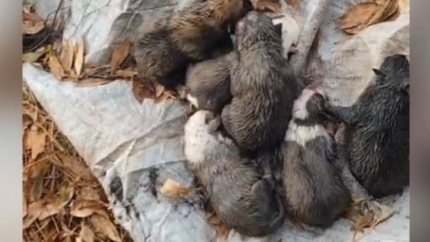 Ocho cachorros recién nacidos son rescatados por la Guardia Civil tras ser abandonados en el cauce de un río