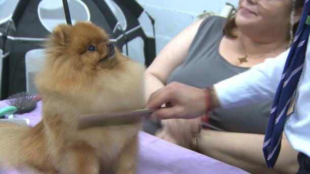 Cuarta Exposición Nacional y la tercera Internacional Canina