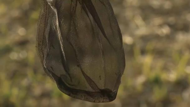 Trampas para mosquitos en las Vegas del Guadiana