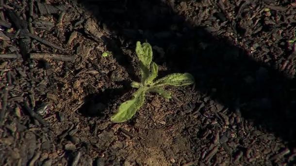 Brotes verdes tras los incendios en el norte de Extremadura.