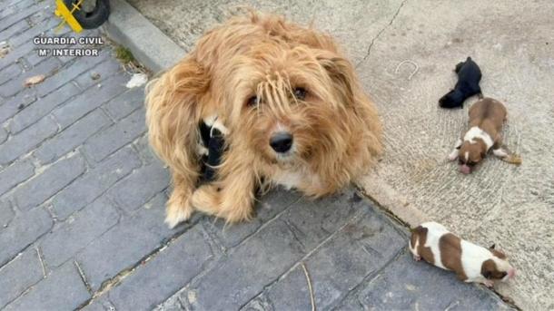La madre de los cachorros recién nacidos, que habían sido abandonados en un contenedor