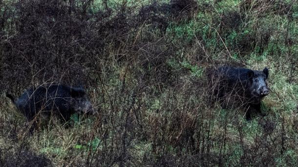 Dos jabalíes por el cauce del Río Ter, cerca del Hospital Trueta, a 27 de diciembre de 2025, en Girona