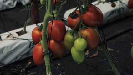 Tomate en una finca