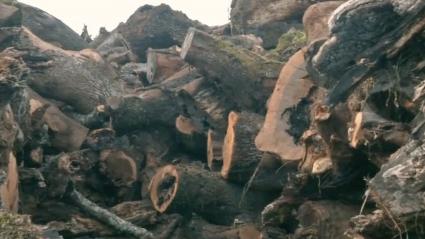 carbón extremeño