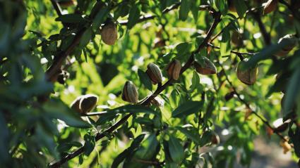 Almendras listas para la recolección