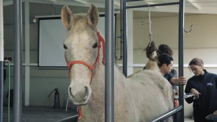 Caballos en un centro de reproducción equina