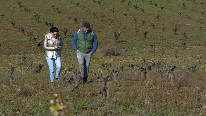 Reacciones a las ayudas del viñedo