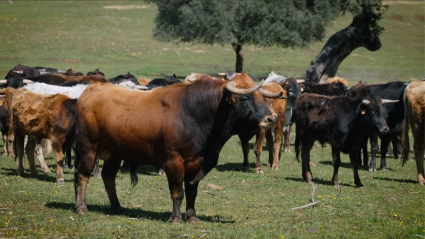 Semental El Quintanar, Tierra de Toros, Canal Extremadura, Juan Bazaga