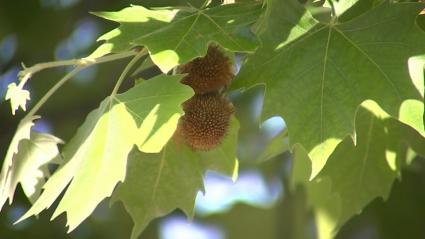 Plátano de sombra