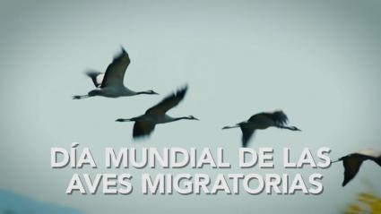 Mérida acoge la celebración del Día Mundial de las Aves Migratorias