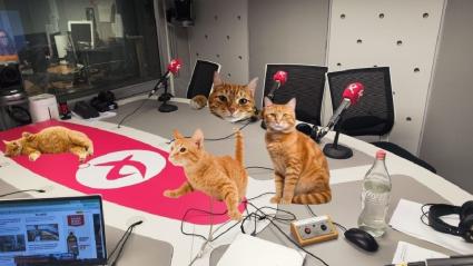 Gatos en mesa radio
