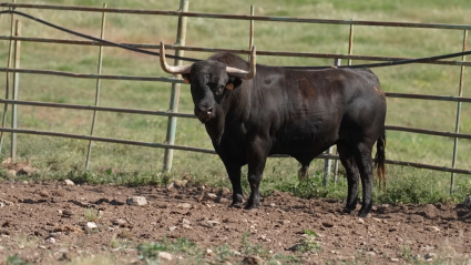 Coria San Juan, Tierra de Toros, Juan Bazaga, Canal Extremadura, Tierra de Toros