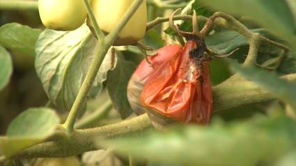 Los agricultores intensifican los tratamientos contra los hongos del tomate