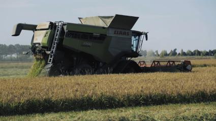 Máquina cosechando arroz