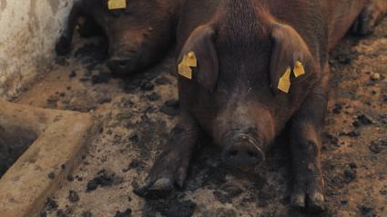 Dos cerdos de la raza duroc