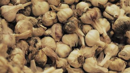 Ajos tras la recolección