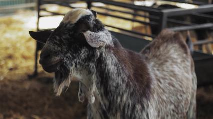 Cabra florida en una explotación ganadera