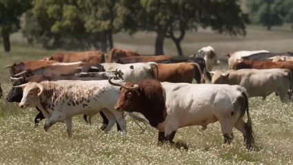 Campo bravo, Tierra de Toros, Canal Extremadura, Juan Bazaga