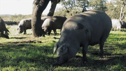 Cerdos ibéricos en montanera
