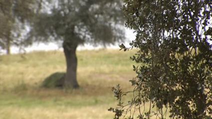 Dehesa extremeña. Cornalvo