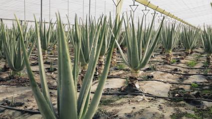 Plantas de aloe vera en un invernadero