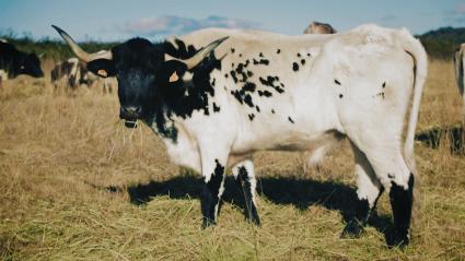 Buey de bellota en una finca extremeña