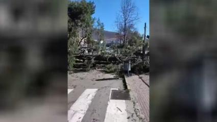 Árboles que han caído con el viento en Jarandilla de la Vera
