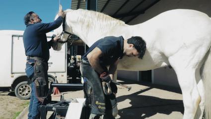 Herradores preparando a un caballo