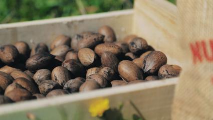 Nueces pecanas en un recipiente