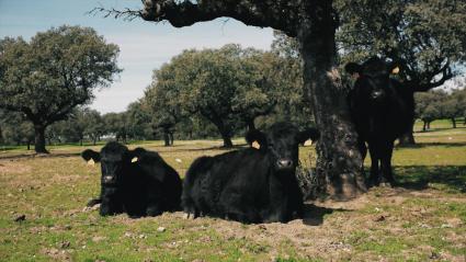 Ganado en una finca del entorno de Monfragüe
