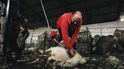 Un esquilador enseñando a sus alumnos 