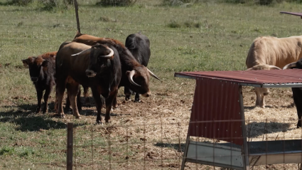 Ganadería La Solana, Tierra de Toros, Canal Extremadura, Juan Bazaga