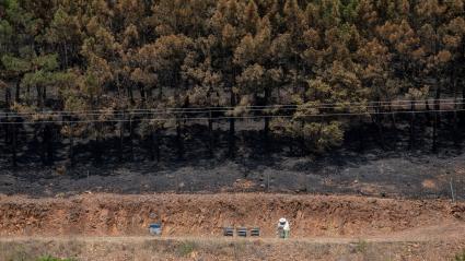 Un apicultor trabaja en paneles de abejas delante de una zona calcinada por el incendio forestal