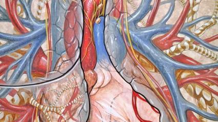 Interior de un cuerpo humano