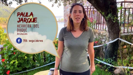 Descubrimos un juego especial para perros inseguros 