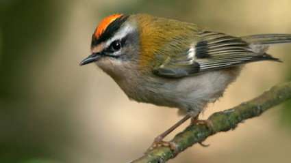 pájaro 
