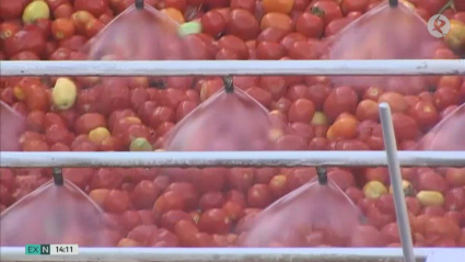 Tomates en las fábricas transformadoras