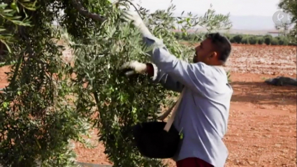 Trabajador en el campo recogiendo aceitunas