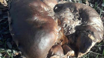 El hongo fue encontrado en un paraje muy próximo a Barcarrota.