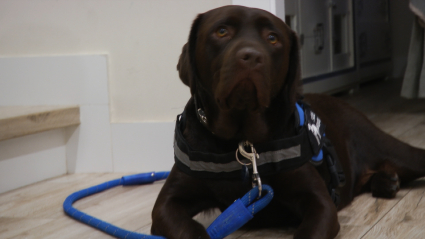 perro de asistencia, apoyo, autismo, TEA, Perla, Badajoz, Extremadura, apoyo animal, primer perro, TerracanBadajoz, escuela canina